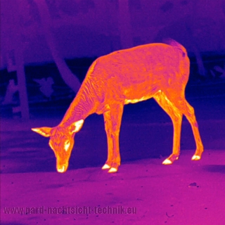 PARD Leopard 480 - LRF Monokular Leopard (mit LRF - Rangefinder) Objektiv Ø 35mm