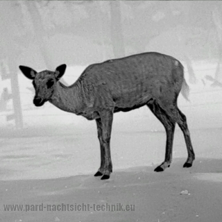 PARD Harrier 480 LRF Wärmebild-Binokular