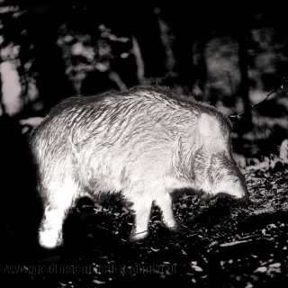 PARD LEOPARD 640 PRO LRF - Wärmebild-Monokular 50mm Objektiv
