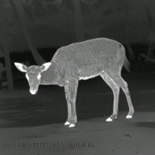 PARD PANTERA 480-35 Q – Kompaktes Wärmebild- Zielfernrohr 256×192-Sensor und 35-mm-Objektiv-ohne LRF